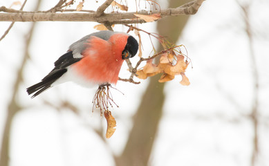 Common bullfinch, Pyrrhula pyrrhula. A frosty winter day. A male bird sits on a branch and eats...