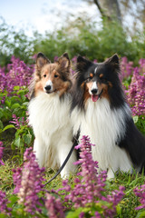 春を感じるシェルティー