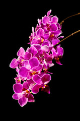 Naklejka na ściany i meble pink orchid isolated on black