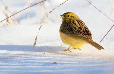Yellowhammer, Goldammer, Emberiza citrinella. Sunny winter morning. A bird walks through the snow...
