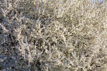 Spring, lush cherry blossom trees. Beautiful flowers on the branches