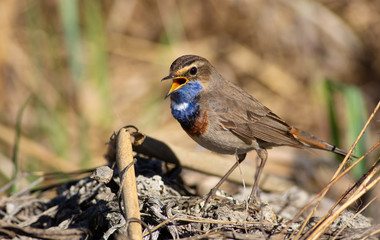 Bluethroat, luscinia svecica, cyanecula. The bird lives in reed beds on the river. In the morning she walks the earth in search of food, and also sings a beautiful song.