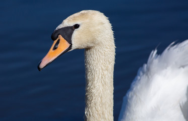 Obraz premium Mute swan, Cygnus olor. A bird is floating on the river. Sunny morning, blue water, elegant model