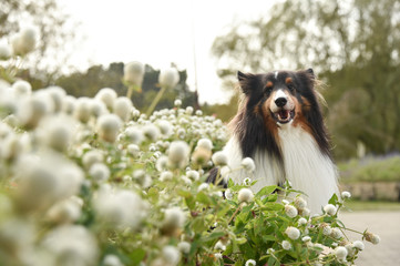 花畑とシェルティー