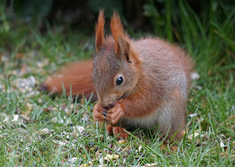 Eichhörnchen, Sciurus vulgaris, sitzt zwischen Samen am Futterplatz und frisst