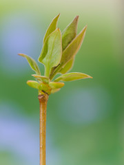 цветущая веточка