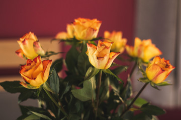 yellow tulips on claret background
