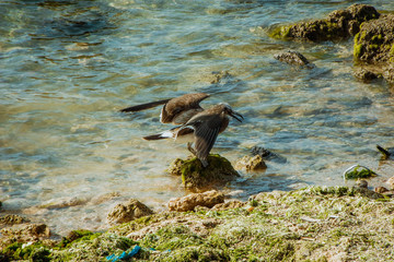 birds in the ocean side