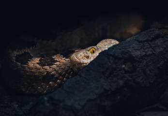 Lance-Headed Viper