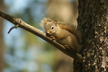 squirrel on a tree