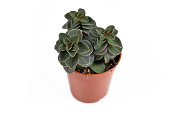 'Peperomia Verticillata Red Log' succulent house plant in plastic flower pot on white background