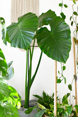 Tropical "Alocasia Macrorrhizos' Giant Taro plant surrounded by other house plants in front of white wall