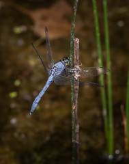 A blue dasher dragonfly rests momentarily on a plant next to a lake in eastern Pennsylvania