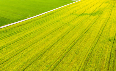 Luftaufnahme: Rapsfeld im Frühling