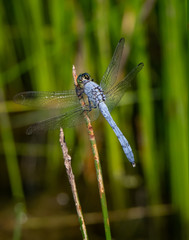 A blue dasher dragonfly rests momentarily on a plant against a blurred natural background in eastern Pennsylvania