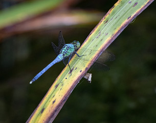 A blue dasher dragonfly rests momentarily on a blade os saw grass next to a lake in eastern...
