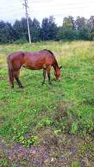 Obraz premium A horse walks on the street, a pet.