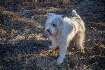 Dog in the forest. 