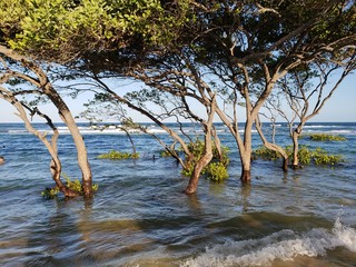 árvores, vegetação, água salgada, praia, mar, natureza, paraíso, maré alta, paraíso