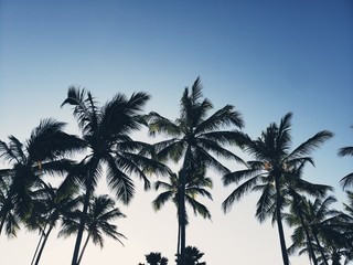 coqueiro, palmeira, praia, férias, natureza, 