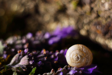 a snail shell