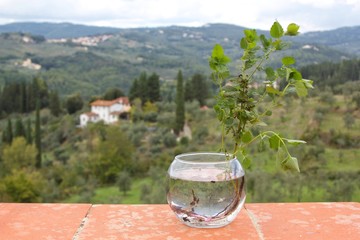 Plant in glass transparent pot with tuscany landscape