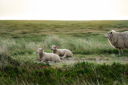 Lambs resting on Sylt island vegetation
