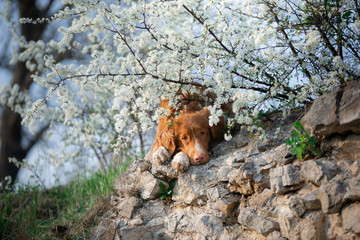 dog on the background of apple trees. Nova Scotia Duck Tolling Retriever rests on a rock. Pet on nature