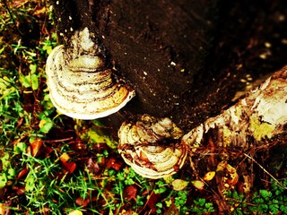 grzyb na drzewie © a76b9b77