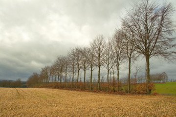 Eine Reihe von Bäumen ohne Blätter auf einem frisch gemähtem gelben Feld. Die Bäume sehen so aus als wären sie immer kleiner, wegen der Perspektive. Der <himmel ist mit weißen Wolken bedeckt.