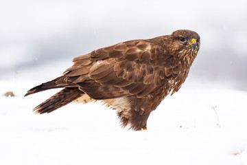 A selective focus shot of a Common Buzzard, Buteo buteo, sitting in the snow.