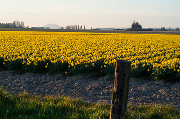 Obraz premium Daffodil flower field at dusk spring landscape. Yellow flowers in rows in this agriculture field as evening is falling. Rural scenic is stunning nature in Mount Vernon, Washington.