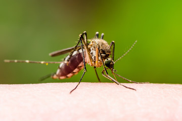 Dangerous Dengue Infected Mosquito Bite on Green Background. Leishmaniasis, Encephalitis, Yellow Fever, Dengue, Malaria Disease, Mayaro or Zika Virus Infectious Culex Mosquito Parasite Insect Macro.