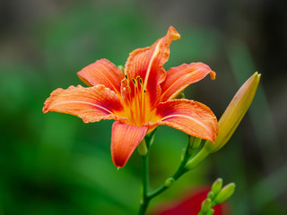 Orange Lily or Fire Lily Lilum Bulbiferrum Flower on Green Natural Background