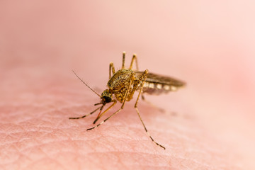 Dangerous Yellow Fever Infected Mosquito Skin Bite. Leishmaniasis, Encephalitis, Yellow Fever, Dengue, Malaria Disease, Mayaro or Zika Virus Infectious Culex Mosquito Parasite Insect Macro.