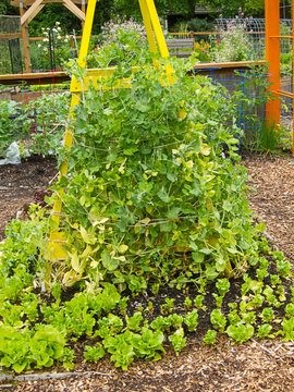 Pea Trellis In Vegetable Garden Built With W Yellow Tower With Pea Plants Tied Up For Growing Food.