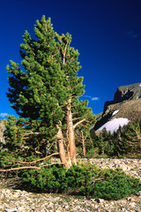 Wheeler Peak, Great Basin National Park, Nevada