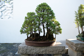 Japanese Tea Garden - redwood bonsai tree - Portland, OR