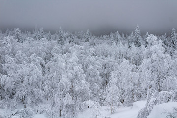 snow covered trees in winter