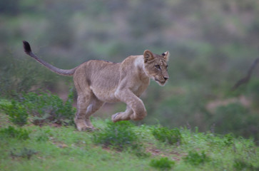 Lion (Panthera leo) - Young, running in the rain. Rainy season, Kgalagadi Transfrontier Park, South Africa.