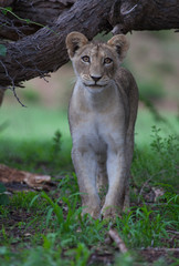 Naklejka premium Lion (Panthera leo) - Young, Kgalagadi Transfrontier Park, South Africa
