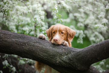 dog in pink colors springtime in nature. Nova Scotia Duck Tolling Retriever 