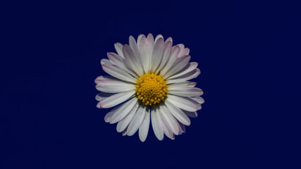 Obraz premium Gänseblümchen mit blauen Hintergrund