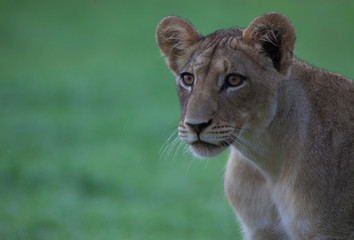 Lion (Panthera leo) - Young, Kgalagadi Transfrontier Park, South Africa