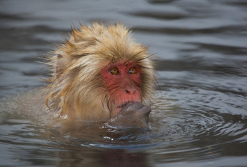 Japanese Macaque (Macata fuscata), in the thermal springs, Jigokudani Yaen-koen, Nagano Prefecture, Japan.
