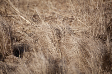 Dry grass. Beautiful natural background.
