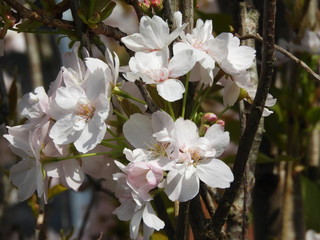 Obraz premium Cherry Blossom