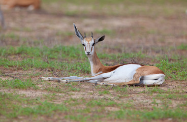 Naklejka na ściany i meble Springbok (Antidorcas marsupialis hofmeyri) - Male. Rainy season, Kgalagadi Transfrontier Park, South Africa.