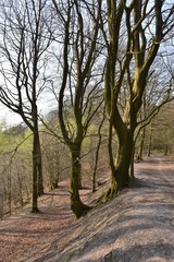 Woodland walk in England on a spring morning
