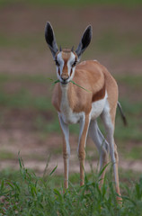Naklejka na ściany i meble Springbok (Antidorcas marsupialis hofmeyri) - Male. Rainy season, Kgalagadi Transfrontier Park, South Africa.